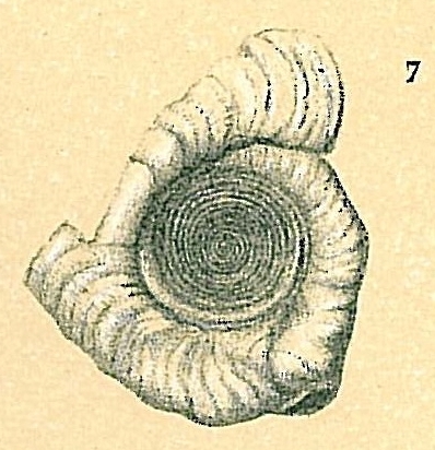 Cornuspirella diffusa Cornuspirella diffusa