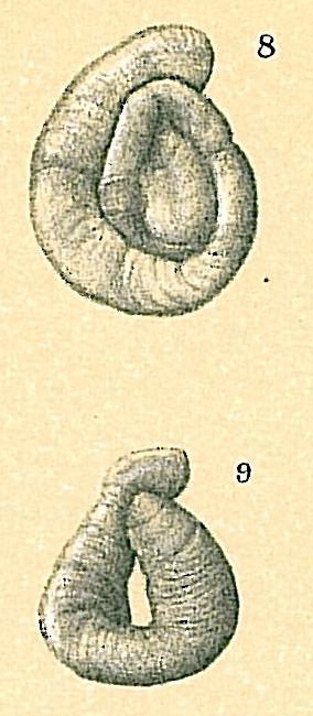 Cornuspiroides primitivus Cornuspiroides primitivus