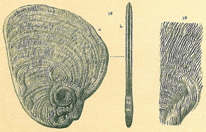 Cornuspiroides striolatus Cornuspiroides striolatus