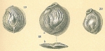 Nodobaculariella convexiuscula