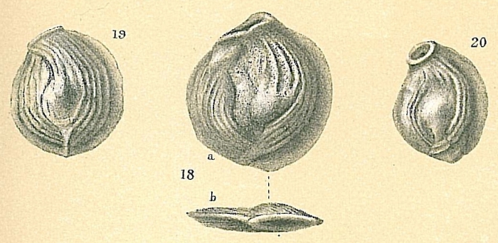 Nodobaculariella convexiuscula Nodobaculariella convexiuscula