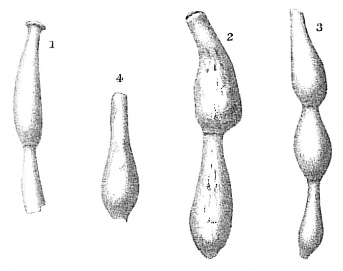 Nodophthalmidium simplex Nodophthalmidium simplex