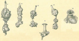 Nubeculina divaricata