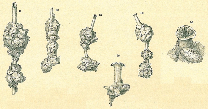 Nubeculina divaricata Nubeculina divaricata