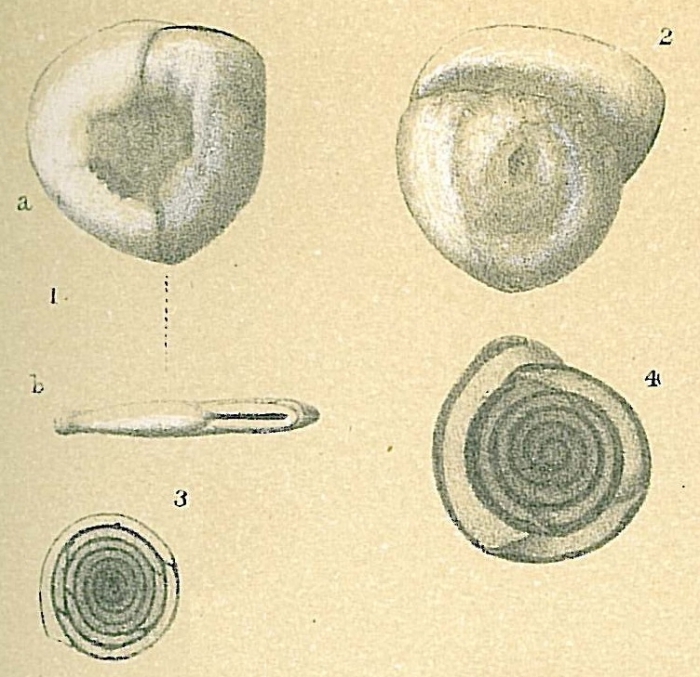 Planispirinella exigua (figs. 1-2, 4) Planispirinella involuta (fig. 3) Planispirinella exigua (figs. 1-2, 4) Planispirinella involuta (fig. 3)