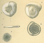 Planispirinella exigua (figs. 1-2, 4) Planispirinella involuta (fig. 3), author: Tomas Cedhagen