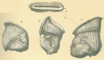Vertebralina insignis