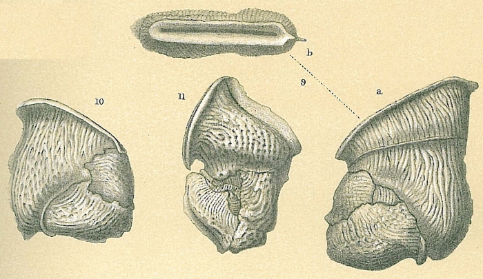 Vertebralina insignis Vertebralina insignis