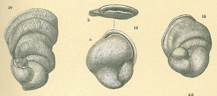 Vertebralina striata Vertebralina striata