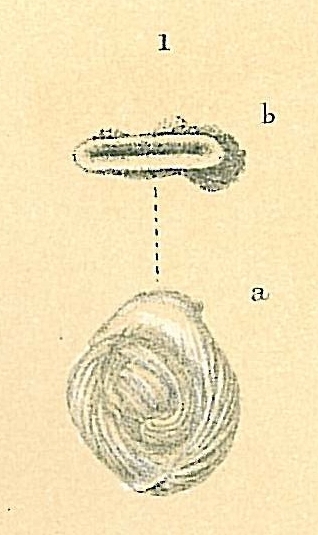 Vertebralina Vertebralina