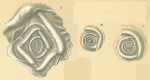 Foraminifera