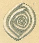 Cornuloculina tumidula