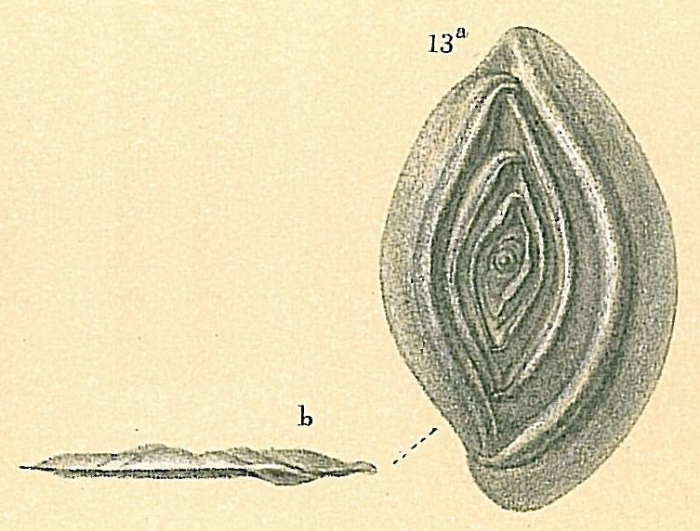 Spirophthalmidium acutimargo Spirophthalmidium acutimargo
