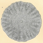 Amphisorus hemprichii, author: Tomas Cedhagen