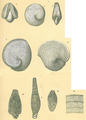 Archaias angulatus, author: Tomas Cedhagen