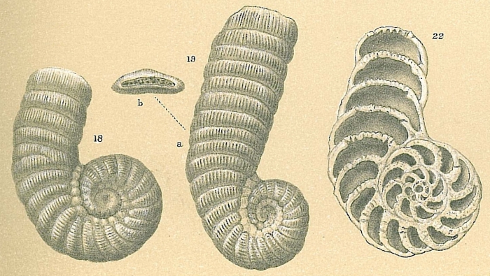 Coscinospira arietina Coscinospira arietina