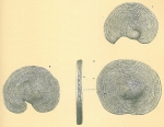 Cyclorbiculina compressa