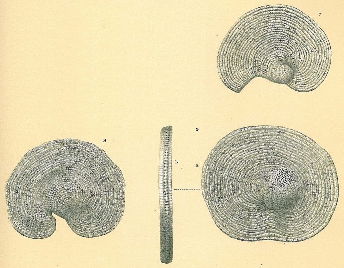Cyclorbiculina compressa Cyclorbiculina compressa
