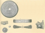 Marginopora vertebralis