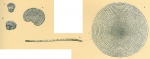 Parasorites marginalis