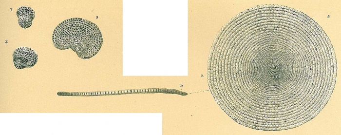 Parasorites marginalis Parasorites marginalis