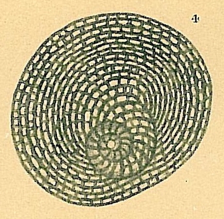 Parasorites orbitolitoides Parasorites orbitolitoides