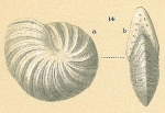 Peneroplis carinatus