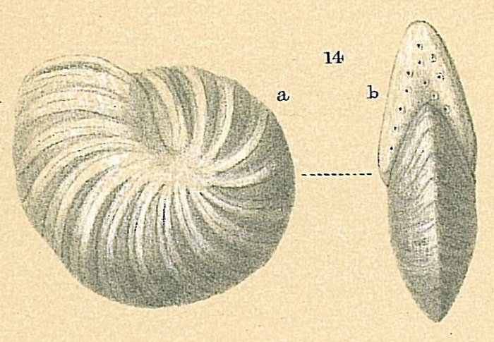 Peneroplis carinatus Peneroplis carinatus