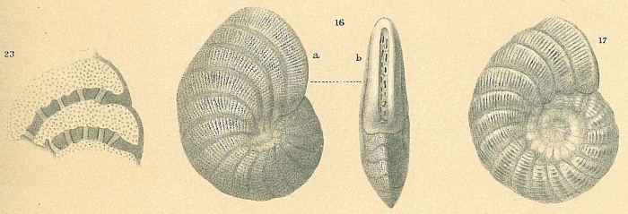 Peneroplis pertusus Peneroplis pertusus