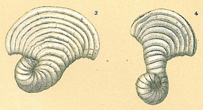 Peneroplis proteus Peneroplis proteus