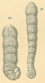 Monalysidium aciculare [Spirolina cylindracea Lamarck, 1804 according to Jones 1994], author: Tomas Cedhagen