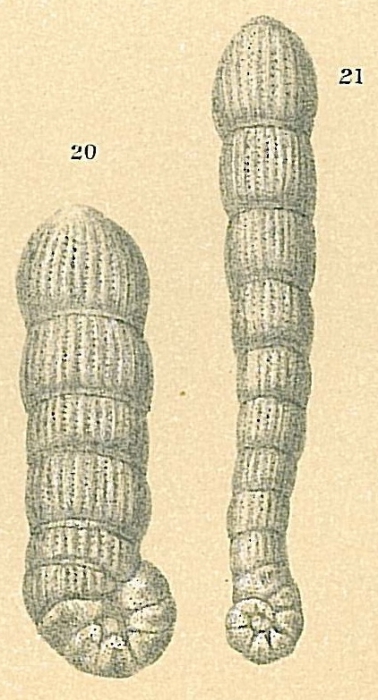 Spirolina cylindracea Spirolina cylindracea