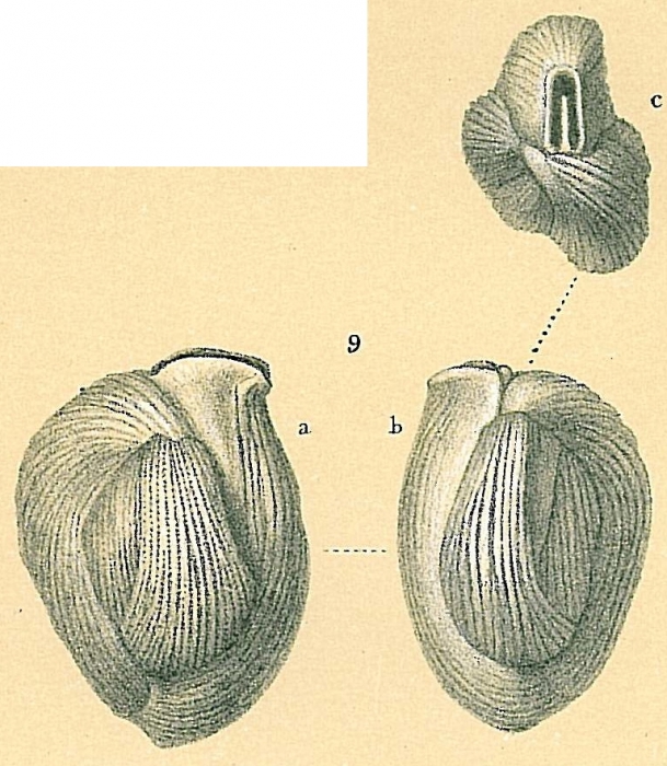 NOT Adelosina bicornis (Walker & Jacob, 1798) NOT Adelosina bicornis (Walker & Jacob, 1798)