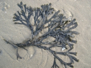 Fucus vesiculosus Linnaeus, 1753 