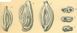 Adelosina granulocostata