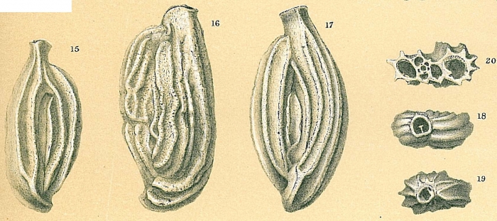 Adelosina granulocostata Adelosina granulocostata