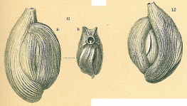 Adelosina intricata, author: Tomas Cedhagen