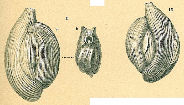 Adelosina intricata Adelosina intricata