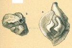 Adelosina pascuaensis var.