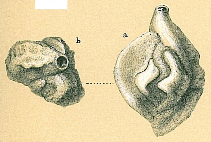 Adelosina pascuaensis var. Adelosina pascuaensis var.