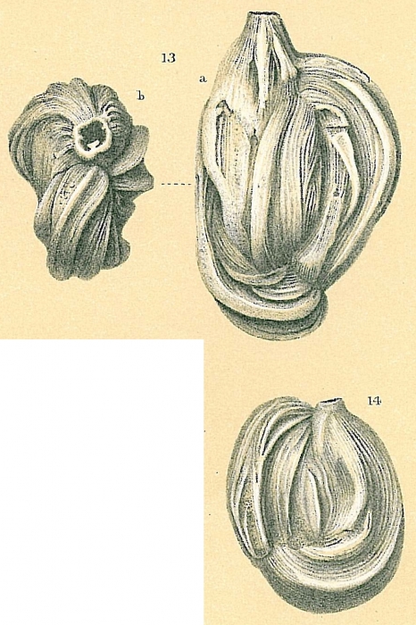 Quinqueloculina (Adelosina) ciryi Mangin, 1960 = Adelosina pulchella sensu Brady (1884) pro parte Quinqueloculina (Adelosina) ciryi Mangin, 1960 = Adelosina pulchella sensu Brady (1884) pro parte