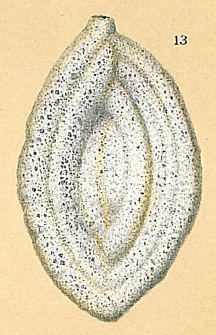 Ammomassilina alveoliniformis Ammomassilina alveoliniformis