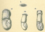 Articularia lineata