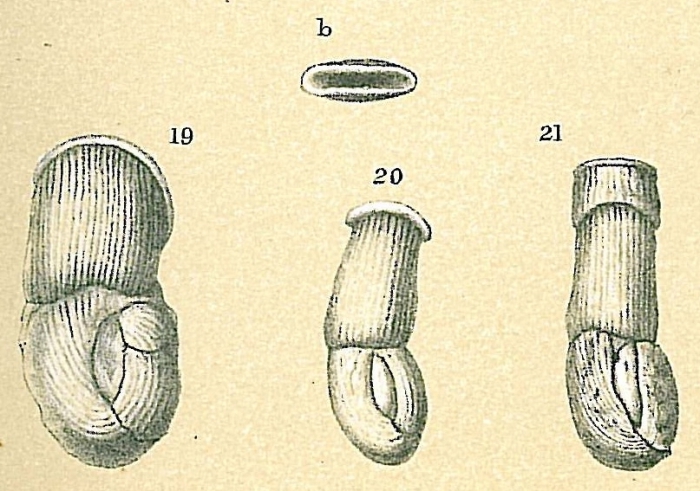 Articularia lineata Articularia lineata