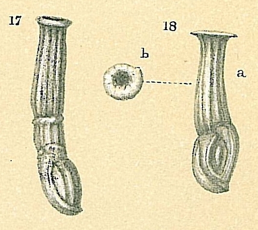 Articularia sagra Articularia sagra