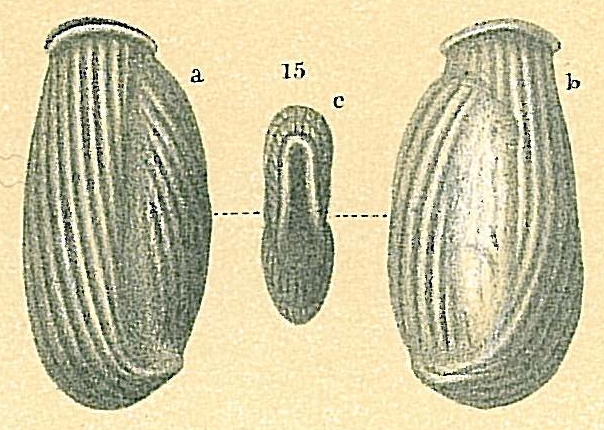 Articularia scrobiculata Articularia scrobiculata