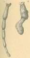 Articulina mayori, author: Tomas Cedhagen