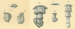 Chromista - Foraminifera (foraminifers)