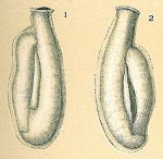 Edentostomina cultrata