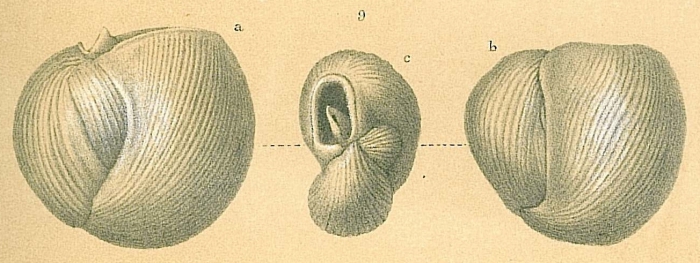 Flintina bradyana Flintina bradyana